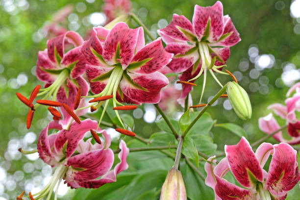 istock Pink turkscap, Black Beauty, in flower. 1608162840