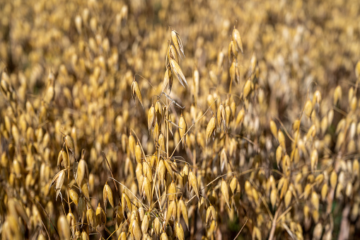 Close-up of ripe Iowa oats