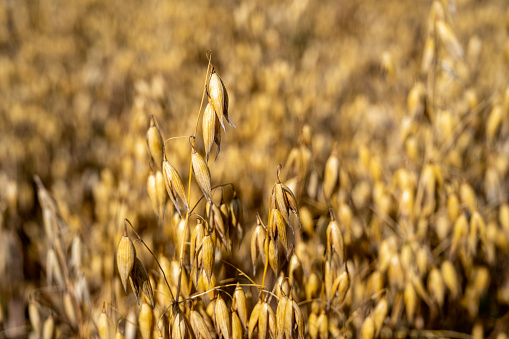 Iowa - Close-up of ripe golden oats