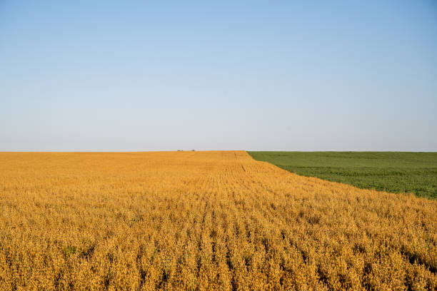 Oat field next to an alfalfa field