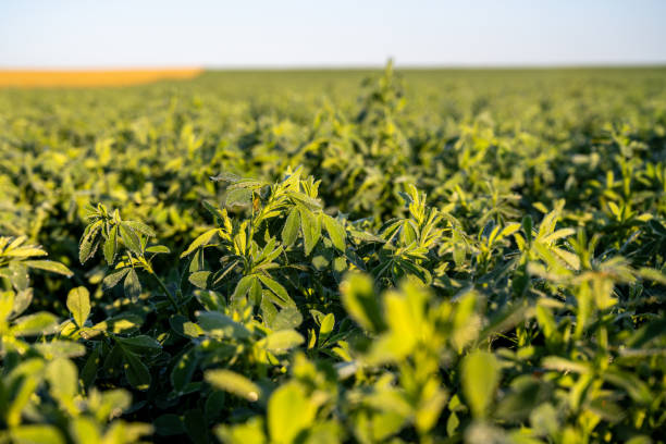 istock Early morning dew on alfalfa plants 1608168161