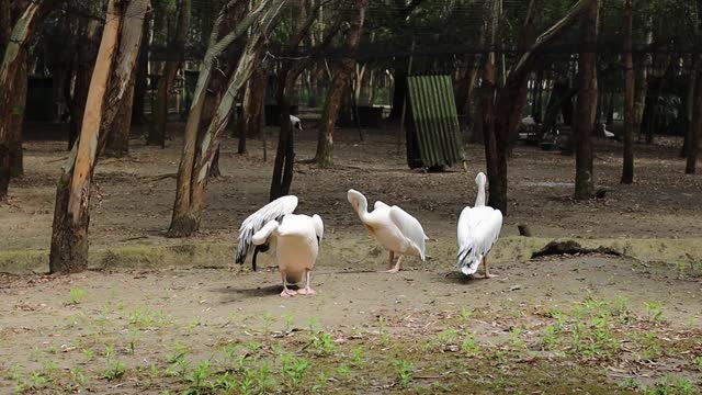 Pelicans in the birds park in Georgia