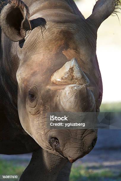 Photo libre de droit de Rhinocéros Noir banque d'images et plus d'images libres de droit de Animaux de safari - Animaux de safari, Cornu, Faune