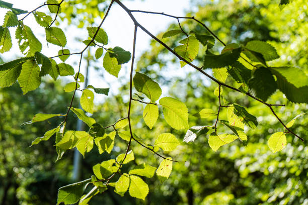 istock Green leaves in the forest 1608181879