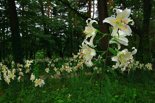 Lily flowers blooming in the forest