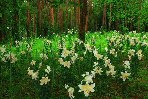 Lily flowers blooming in the forest