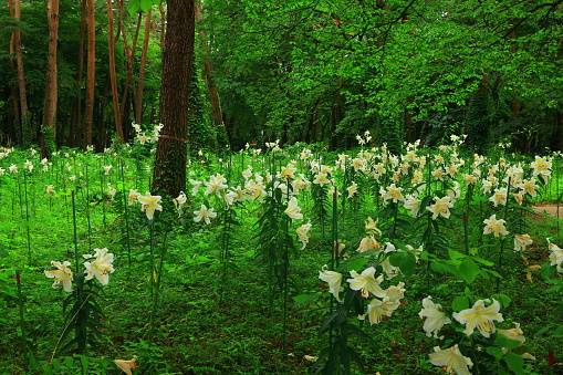Lily flowers blooming in the forest