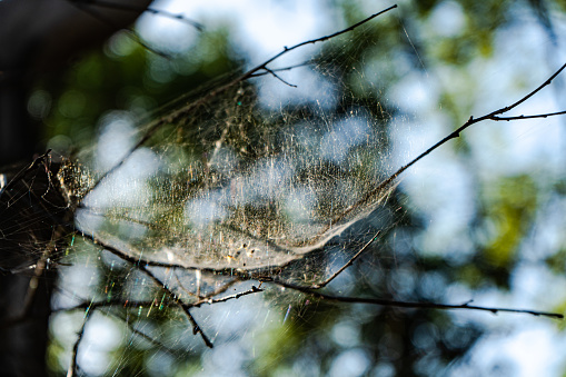 Spider net in the forest