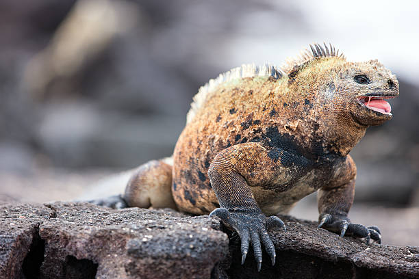 istock Male marine iguana 160819386
