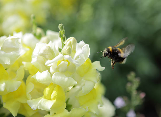 bumblebee w trakcie lotu - snapdragon zdjęcia i obrazy z banku zdjęć