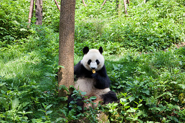 素晴らしいパンダの自然 - panda giant panda china eating ストックフォトと画像