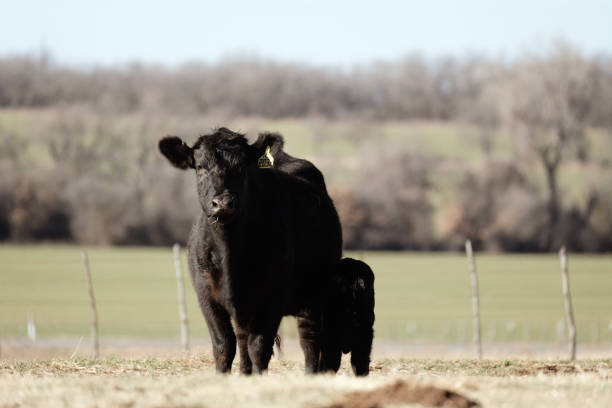 istock Black angus cow with calf 1608212387