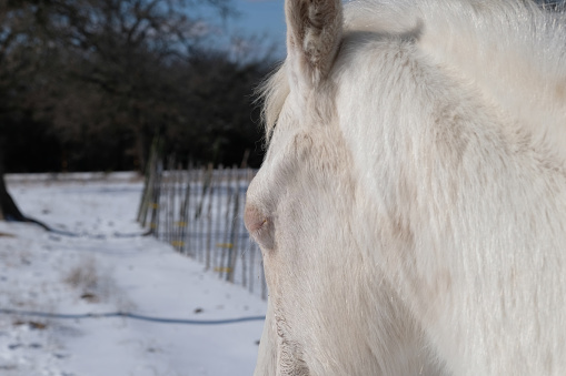 Whited gelding horse in winter snow on farm.