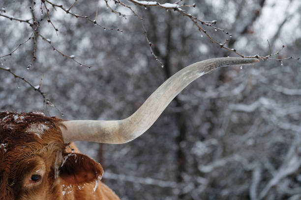 view of horn on Texas longhorn cow in winter ice weather