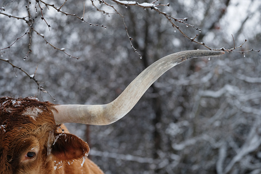 view of horn on Texas longhorn cow in winter ice weather