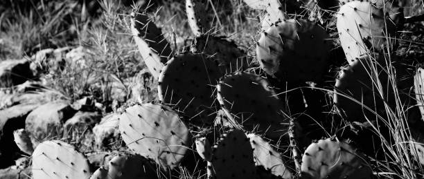 istock monochrome prickly pear cacti growing in Texas field 1608215503