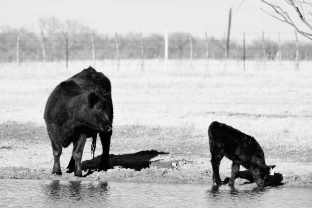 istock Black angus cow and calf 1608215505