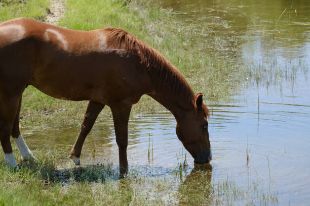 istock brown horse drinking water in pond 1608217178