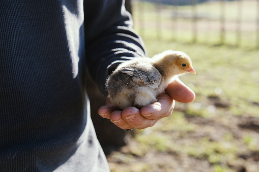 Chicken farming concept with chick in hand for protection of baby bird