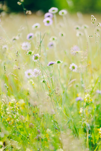 It was springtime in Switzerland