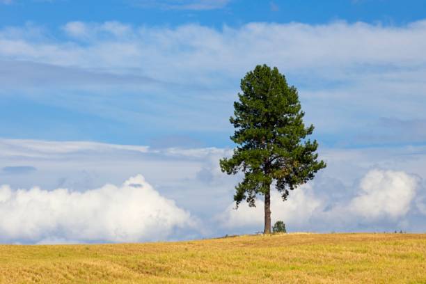 istock Pine tree stands tall in a farm field. 1608230197