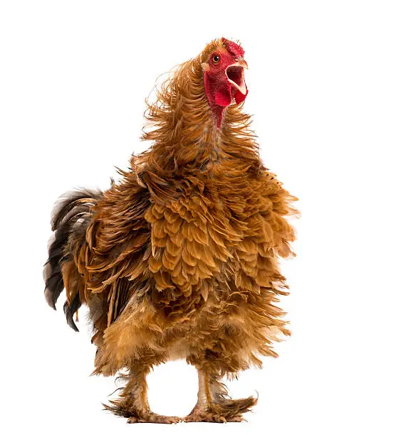 Crossbreed rooster crowing, Pekin and Wyandotte, against white background