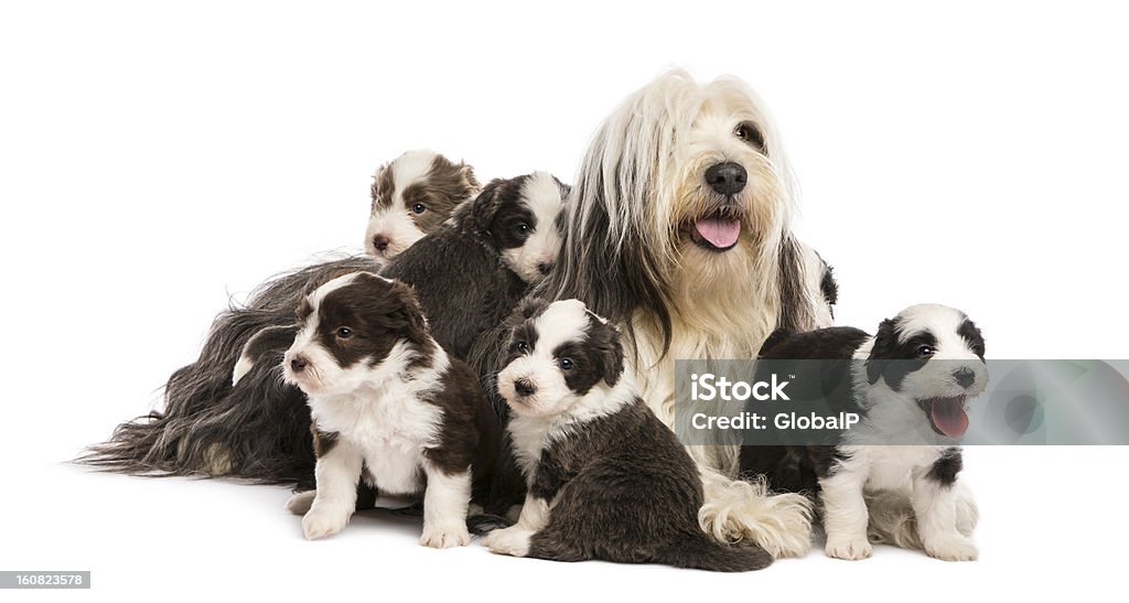 Bearded Collie kulki kukurydziane, 6 tygodni, na ich Matka siedzi - Zbiór zdjęć royalty-free (Bearded collie)