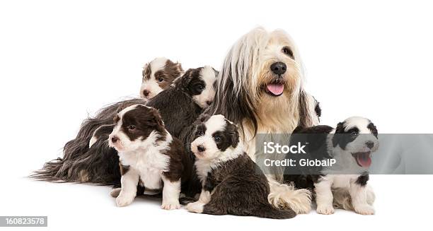 Bearded Collie Kulki Kukurydziane 6 Tygodni Na Ich Matka Siedzi - zdjęcia stockowe i więcej obrazów Bearded collie