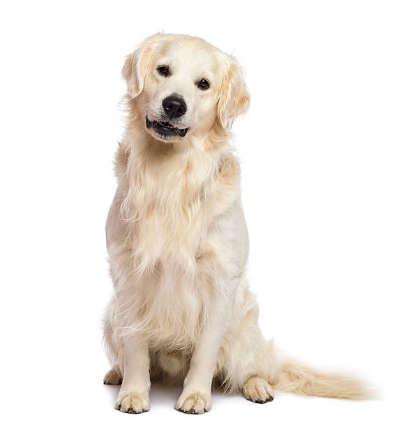 istock Golden retriever sitting and looking at camera against white background 160823650