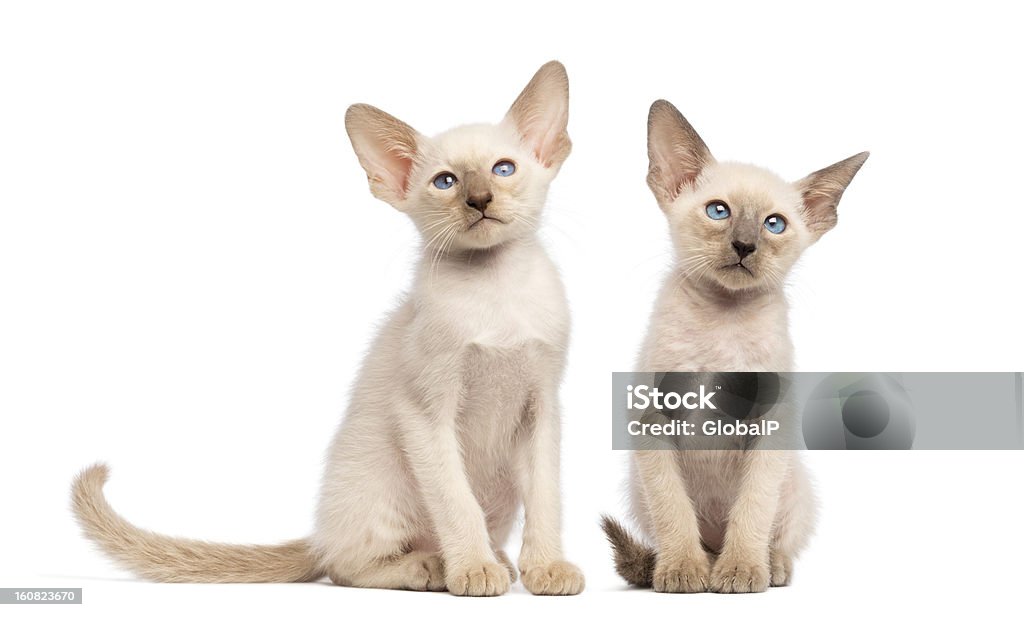 Dos Oriental de pelo corto kittens sentado y Mirando a otro lado - Foto de stock de Amistad libre de derechos