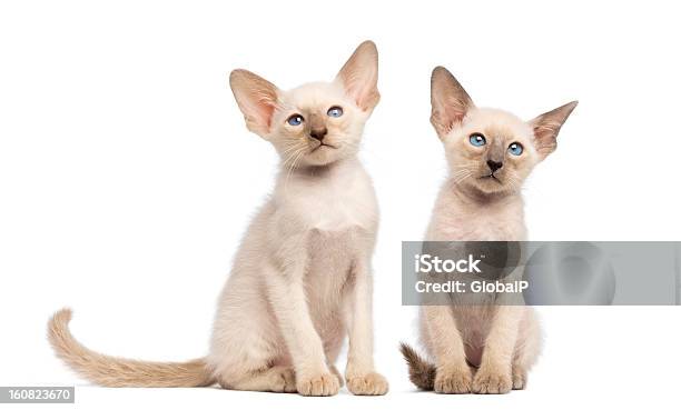 Dos Oriental De Pelo Corto Kittens Sentado Y Mirando A Otro Lado Foto de stock y más banco de imágenes de Amistad