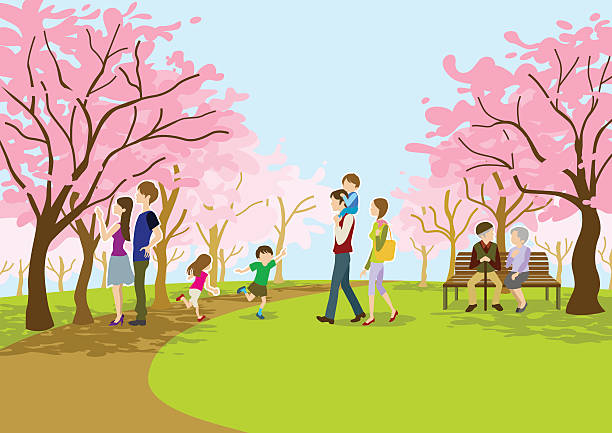 cherry blossom просмотра в парке — - senior women senior adult bench flower stock illustrations