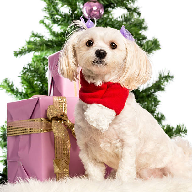 istock Maltese sitting and wearing a Christmas scarf 160824266