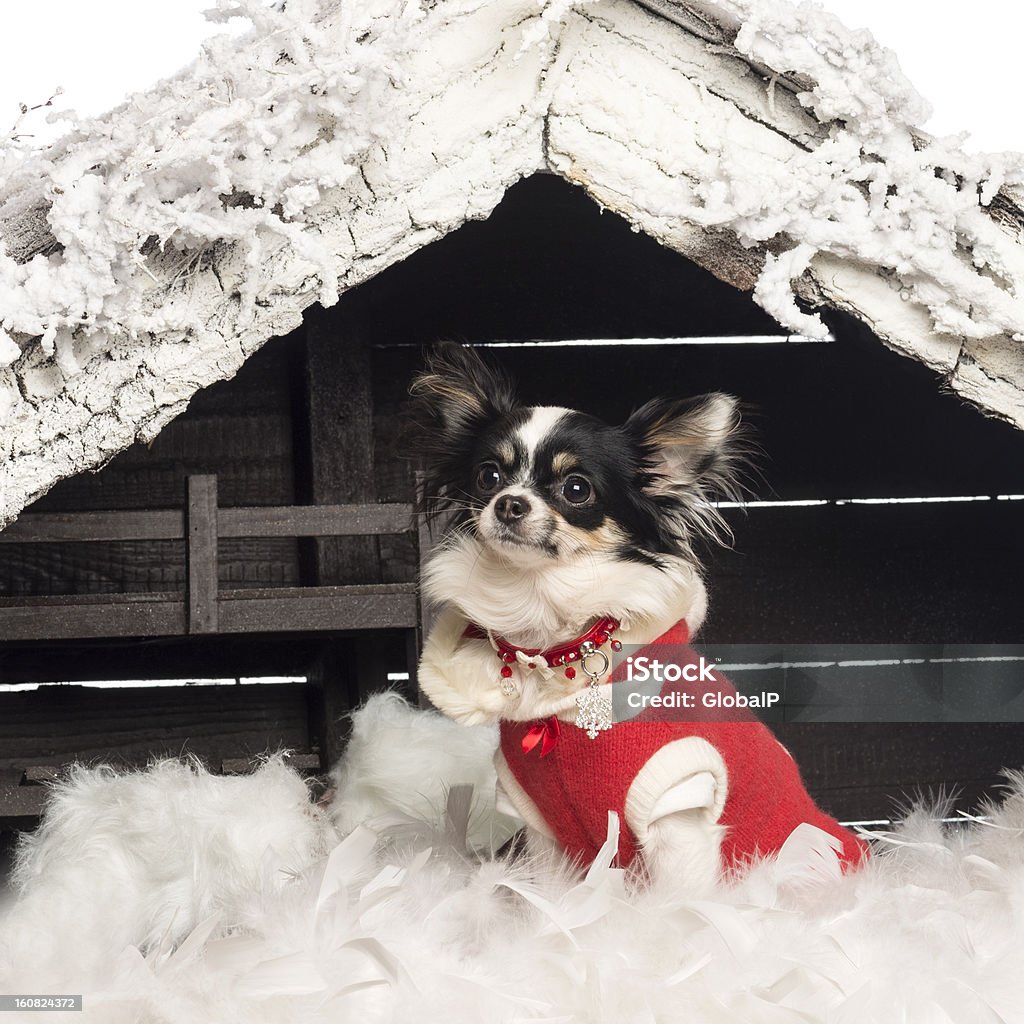 Chihuahua de estar e vestindo um terno de Natal - Foto de stock de Animal royalty-free