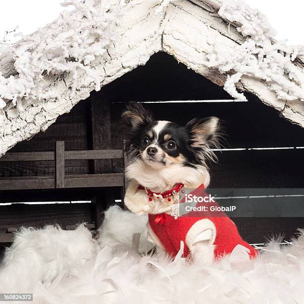 Foto de Chihuahua De Estar E Vestindo Um Terno De Natal e mais fotos de stock de Animal - Animal, Animal doméstico, Branco