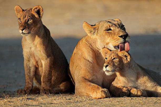 istock A lioness with her cubs in the desert 160824495