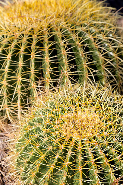 istock Thorns of Barrel Cactus 160824504