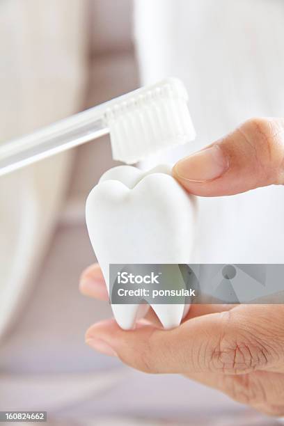 Dentist Holding Molar With Brush Stock Photo - Download Image Now - Concepts, Concepts & Topics, Creativity