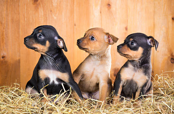 Three Russian Toy Terrier puppies Three Russian Toy Terrier puppies  on a straw on a background of wooden boards russkiy toy stock pictures, royalty-free photos & images