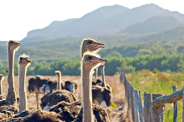 Ostrich Farm A group of ostriches ostrich farm stock pictures, royalty-free photos & images