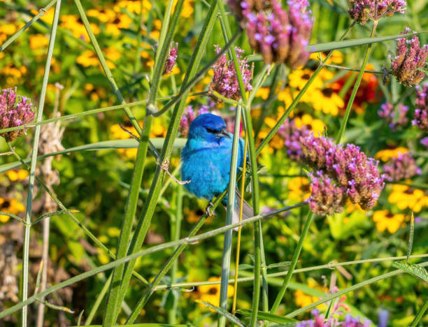 istock Wildlife, Hiking and Nature 1608253183