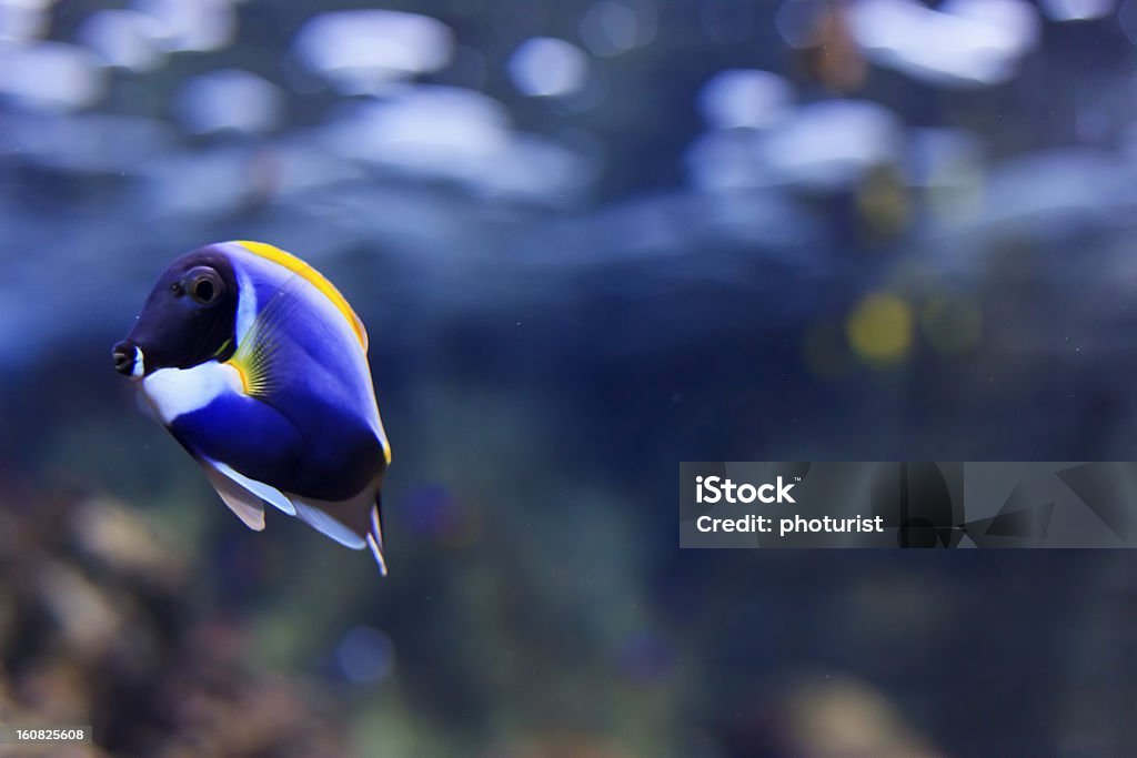 Exotic tropical peixes Azul-Pólvoracolor Barbeiro Acanthurus leucosternon espigão azul - Royalty-free Animal Foto de stock