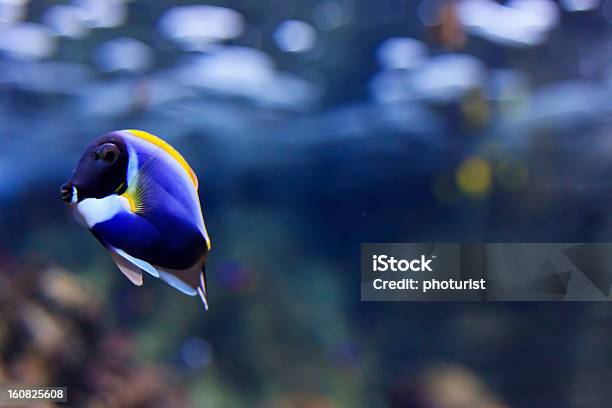 Exotic Tropical Peixes Azulpólvoracolor Barbeiro Acanthurus Leucosternon Espigão Azul - Fotografias de stock e mais imagens de Animal