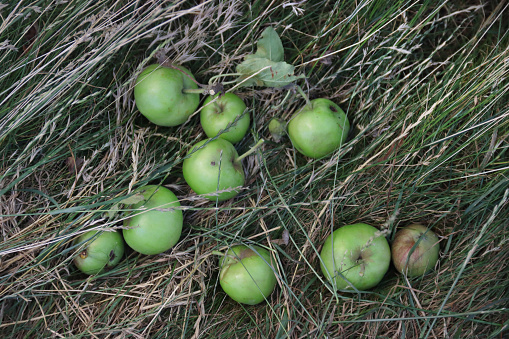 Green apples fell on grass. Fallen apples in garden.  Natural product. Green planet. Bio products.
