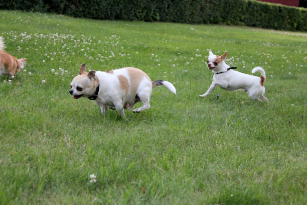 istock Two chihuahuas running and playing together 1608263581