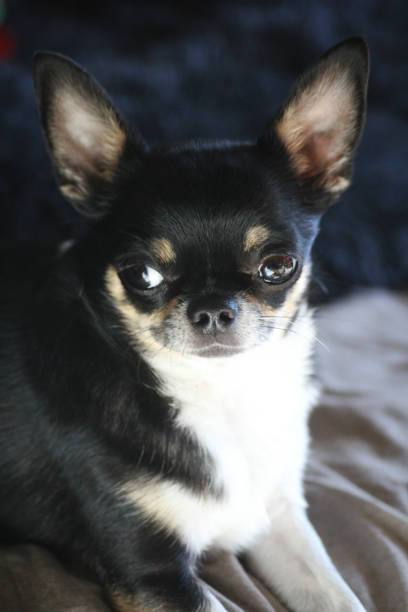 istock Mini the chihuahua 1608266180