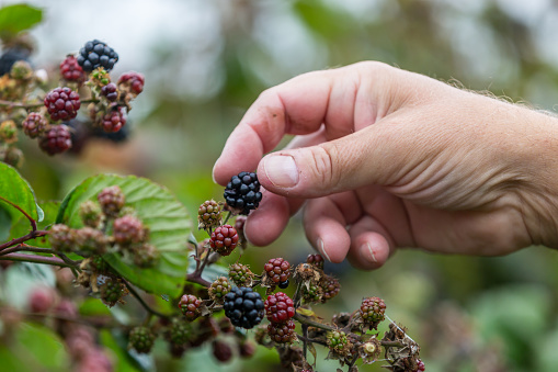A mans hand picking a blackberry from a bush in the countryside, with a shallow depth of field