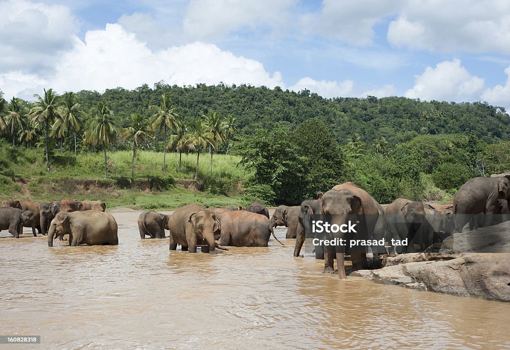 Elefantes en un río de Sri Lanka - Foto de stock de Aire libre libre de derechos