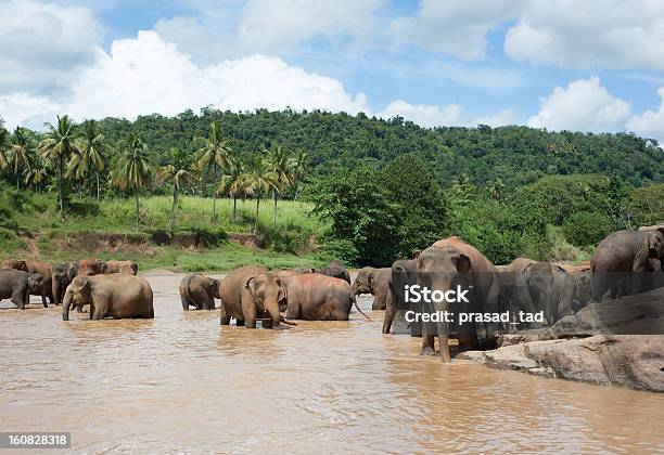 Elefantes En Un Río De Sri Lanka Foto de stock y más banco de imágenes de Aire libre - Aire libre, Animales salvajes, Asia del Sur