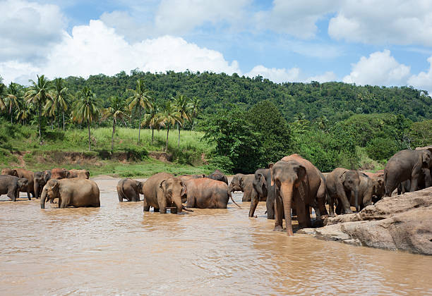 Elephants in a Sri Lankan river stock photo